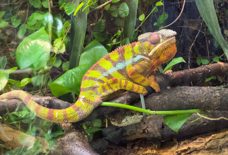 panther chameleon Furcifer pardalis reptile on a treeの写真素材