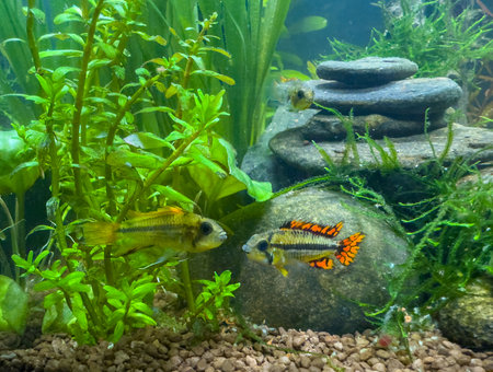 tropical fish red Apistogramma cacatuoides, cockatoo dwarf cichlid in aquariumの写真素材