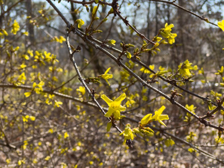 Yellow forsythia flowers in springの写真素材