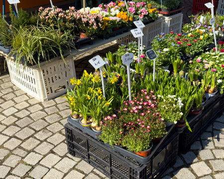 flowers on the streetの写真素材