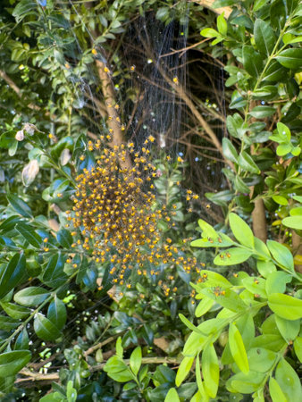 A nest with young spiders in a hedge in the garden vertical