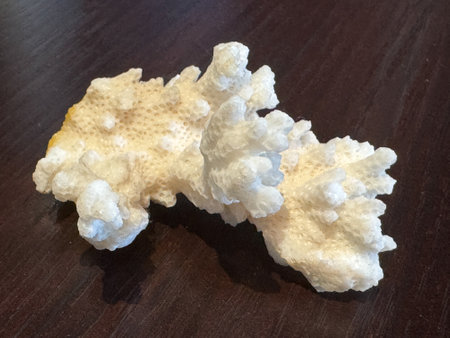 fossilized white coral from the seaの写真素材