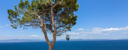 Lonely tree on the beach in Afytos is a village in Chalkidiki, northern Greece.の写真素材