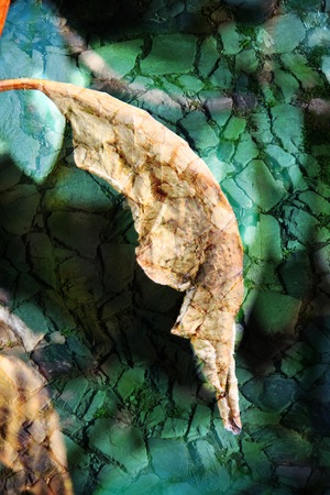 Double exposure of floral objects, day light