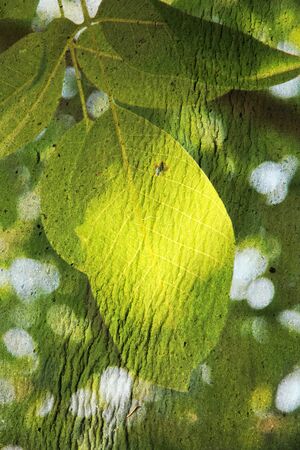 Double exposure of floral objects, day light