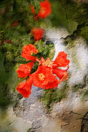 Double exposure of floral objects, day light