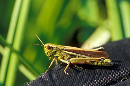 The green grasshopper sits on a belt from a photo bag...