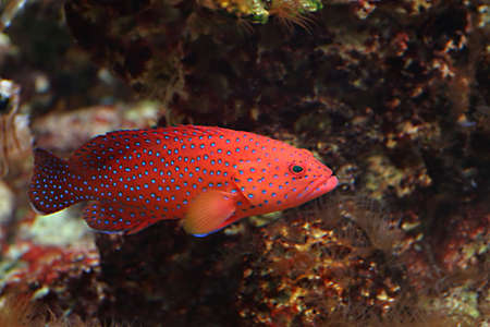 Dark Blue-dot Grouper, Sea fishの写真素材