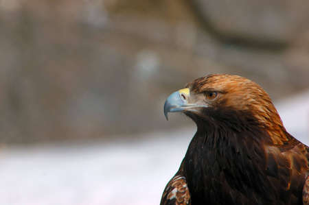 eagle sharp-look investigates vicinitiesの写真素材