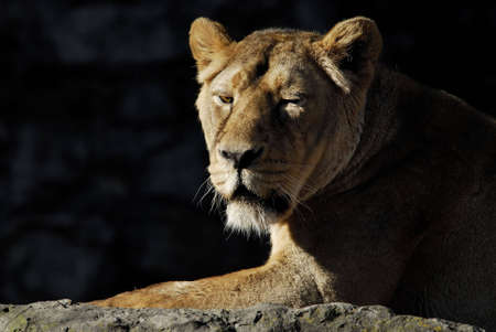 Moscow zoo, the lioness is basked in the spring sunの写真素材