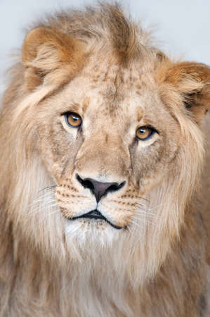 Close-up portrait of a lion - (Panthera leo)