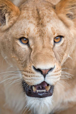 Closeup portrait of a lioness - (Panthera leo)の写真素材