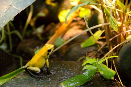 A yellow frog on a Stoneの写真素材