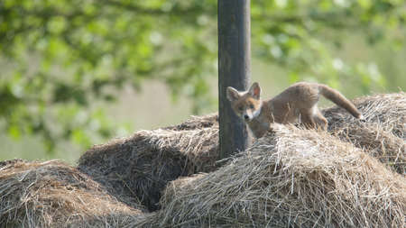 Baby Foxの写真素材