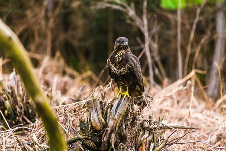 Common buzzard (Buteo buteo), bird of prey, standing in a forest in a spring dayの写真素材