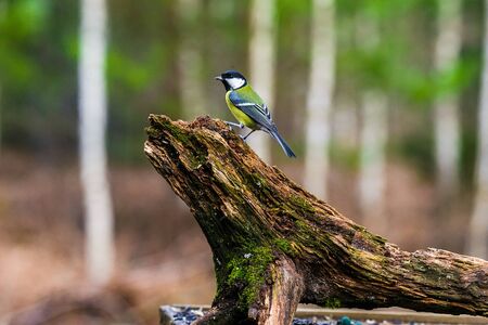 Blue Tit Bird sitting on a stump in a spring forestの写真素材