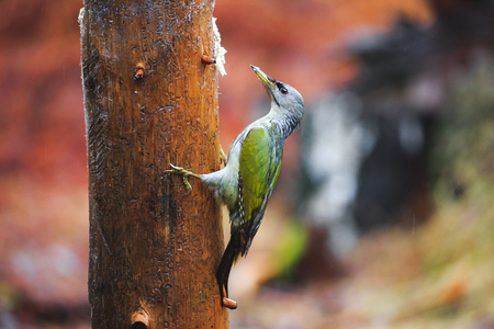 Close-up  Gray-headed Woodpecker sitting on a tree in a rainy spring forestの写真素材