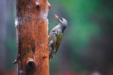 Close-up  Gray-headed Woodpecker sitting on a tree in a rainy spring forestの写真素材