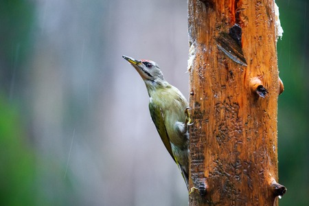 Close-up  Gray-headed Woodpecker sitting on a tree in a rainy spring forestの写真素材