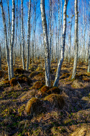 Birch tree forest on a Swamp in a sunny spring dayの写真素材