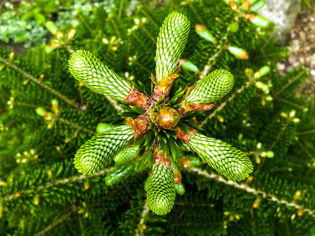 New Cone on a Fir Tree. Close-up stock photoの写真素材