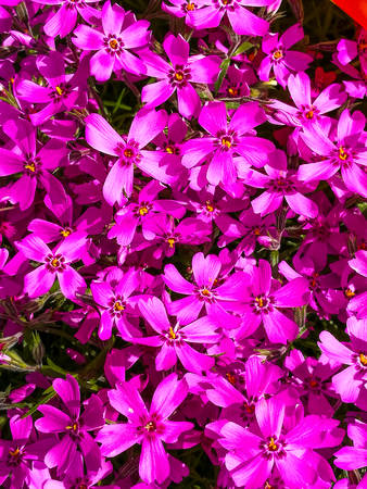 Bright Purple Clematis Flowers Stock Photoの写真素材