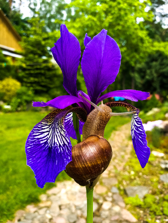 Snail on a Purple Iris flower. Close-upの写真素材