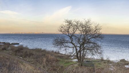 Lonely bare tree against the backdrop of the winter sea in Odessa, Ukraineのeditorial素材