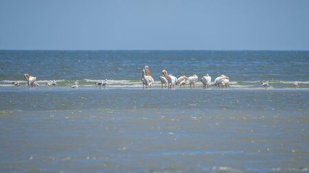 Birds in the Danube Delta near Vilkovo in Ukraineのeditorial素材