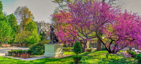 Odessa, Ukraine 28.04.2020. Spring flowering trees in the city garden of Odessa, Ukraine, on a sunny April morningのeditorial素材