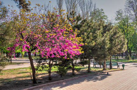 Odessa, Ukraine 28.04.2020. Spring flowering trees in the city garden of Odessa, Ukraine, on a sunny April morningのeditorial素材