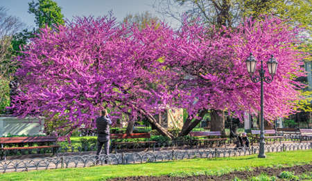 Odessa, Ukraine 28.04.2020. Spring flowering trees in the city garden of Odessa, Ukraine, on a sunny April morningのeditorial素材