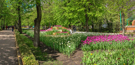Kropyvnytskyi, Ukraine 09.05.2021. Tulip alleys in the Kropyvnytskyi arboretum on a sunny spring dayのeditorial素材