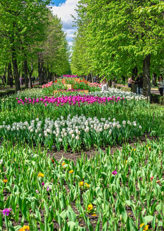 Kropyvnytskyi, Ukraine 09.05.2021. Tulip alleys in the Kropyvnytskyi arboretum on a sunny spring dayのeditorial素材