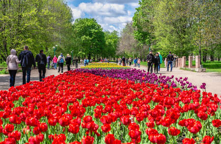 Kropyvnytskyi, Ukraine 09.05.2021. Tulip alleys in the Kropyvnytskyi arboretum on a sunny spring dayのeditorial素材