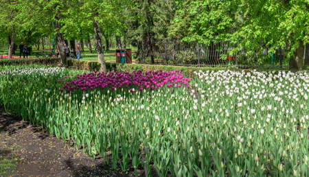 Kropyvnytskyi, Ukraine 09.05.2021. Tulip alleys in the Kropyvnytskyi arboretum on a sunny spring dayのeditorial素材