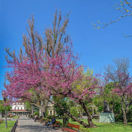 Odessa, Ukraine 06.05.2022. Blooming Judas tree in the City garden in Odessa during the war in...