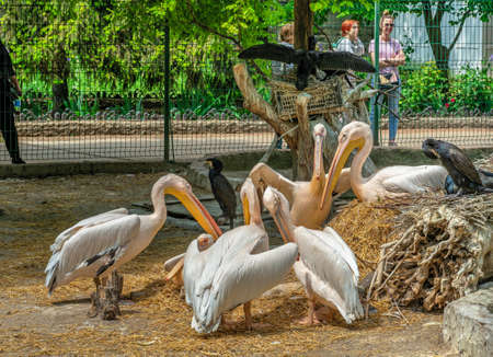Odessa, Ukraine 14.05.2022. Pelicans in the Odessa Zoo, Ukraine, on a sunny spring dayのeditorial素材