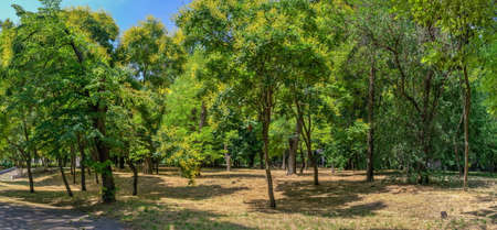 Odessa, Ukraine 28.06.2022 Alleys of the Dyukovsky park in Odessa, Ukraine, on a sunny summer dayのeditorial素材