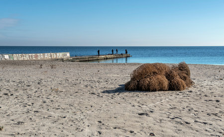 Odessa, Ukraine 28.10.2022. Deserted grassy Lanzheron beach in Odessa on a sunny autumn dayの写真素材