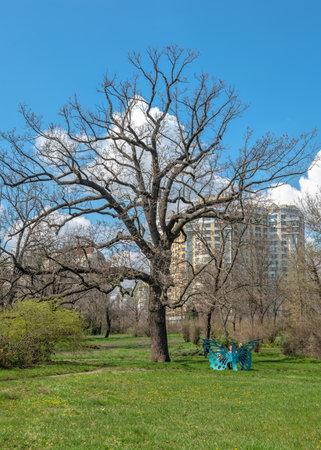 Odessa, Ukraine 10.04.2023. Trees in the Odessa Botanical Garden, on a sunny spring dayの写真素材