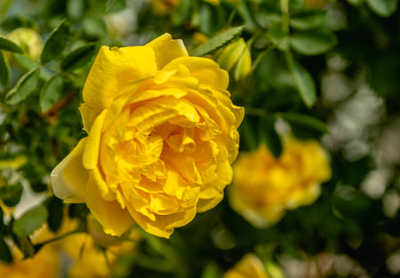 Golden celebration yellow rose bush on green leaves background on a sunny spring dayの写真素材