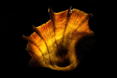 Glow old spider conch seashell on dark backgroundの写真素材