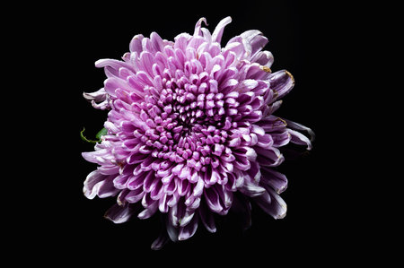 Dark Rossano chrysanthemum on black background. Flower head close up.の写真素材