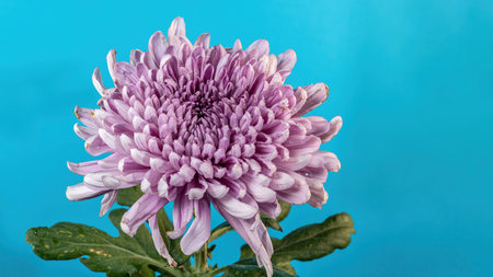 Dark Rossano chrysanthemum on blue background. Flower head close up.の写真素材