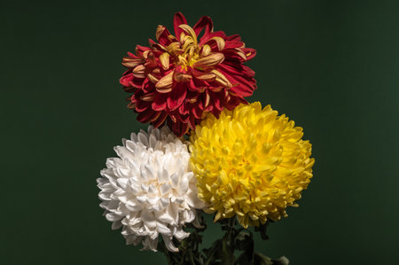 Bouquet of three multi-colored chrysanthemums on a dark green backgroundの写真素材