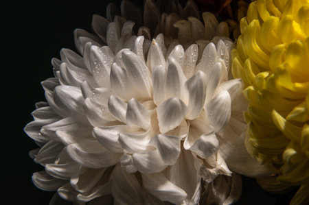 White chrysanthemum on a black background. Flower heads macroの写真素材