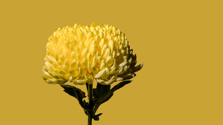 Yellow chrysanthemum flower on a yellow background. Flower head close-upの写真素材