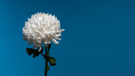 White chrysanthemum flower on a blue background. Flower head close-upの写真素材