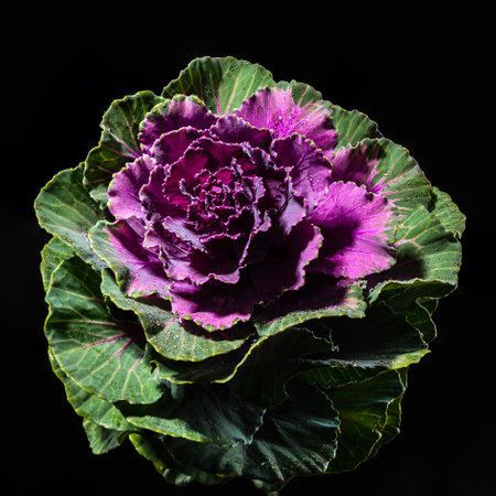 Decorative cabbage flower brassica oleracea on a black background. Flower head close-up studio shotの写真素材